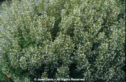 Calamintha%20nepeta%20ssp_%20nepeta