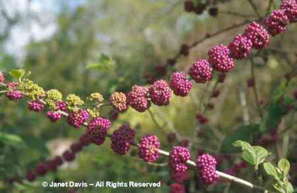 Callicarpa%20americana