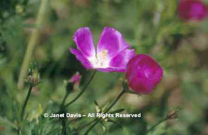 Callirhoe%20involucrata