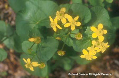 Caltha%20palustris