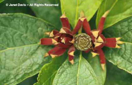 Calycanthus%20floridus