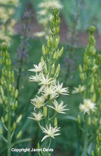 Camassia%20leichtlinii%20