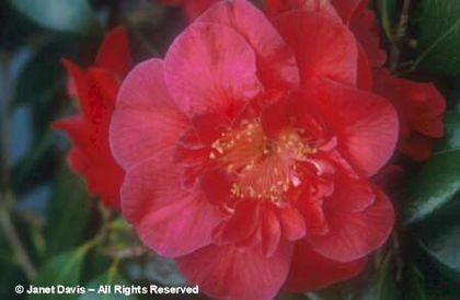 Camellia%20japonica%20hybrid