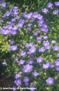 Campanula%20carpatica%20