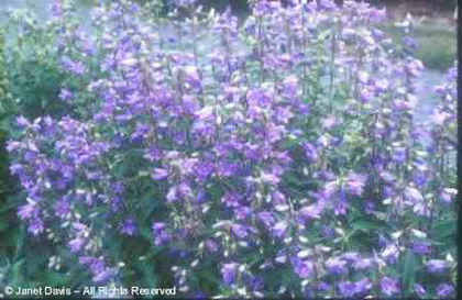 Campanula%20lactiflora%20