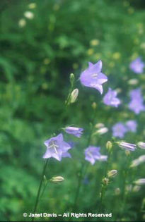 Campanula%20persicifolia