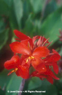 Canna%20