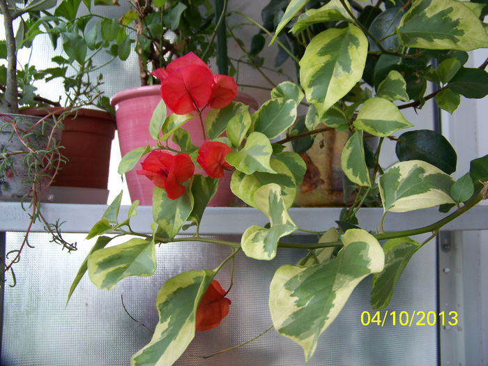 497_0958 - bouga rosie variegata