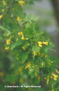 Caragana%20arborescens