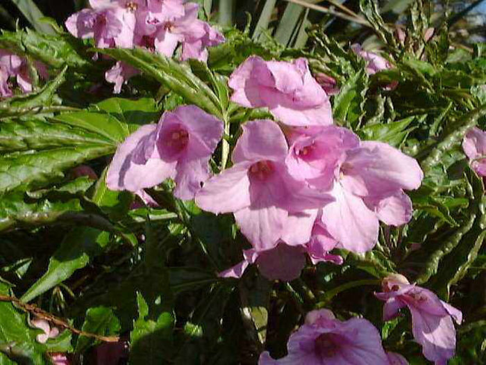 Cardamine%20pentaphylla