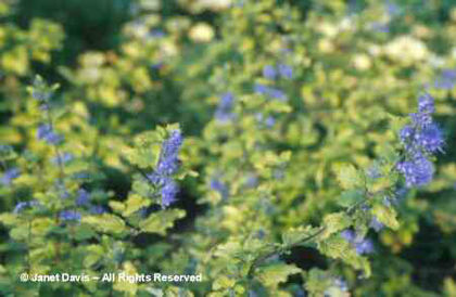 Caryopteris%20incana%20