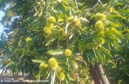 Castanea%20sativa