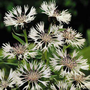 Centaurea%20montana%20