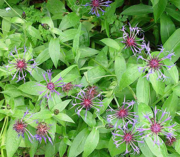 Centaurea%20montana