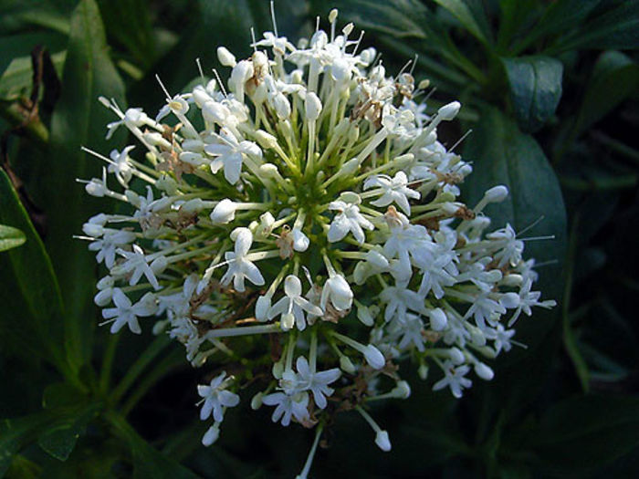 centranthus_alba