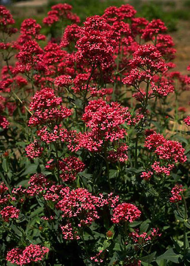 centranthus_ruber_a_k_a_valeriana_coccinea