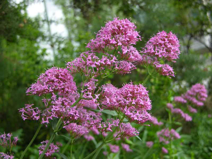 Centranthus-ruber - imi doresc pt 2014-2016