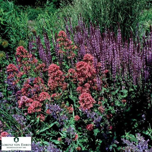 Centranthus-ruber-Coccineus__8291
