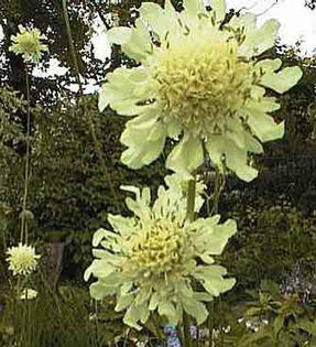 Cephalaria%20gigantea