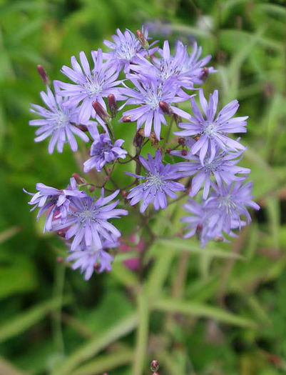 Cicerbita%20plumieri