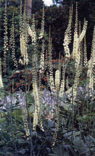 Cimicifuga%20simplex%20var_%20simplex%20Atropurpurea