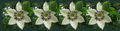 clematite-j7cnykv8ezllfrhoh8cm