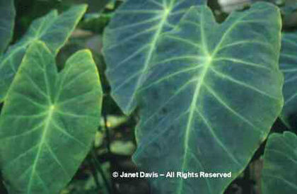 Colocasia%20esculenta%20