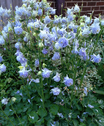 Columbine_BlueTower