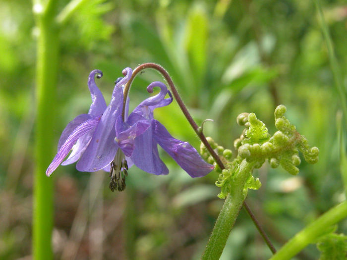 Columbine-Aquilegia-vulgaris