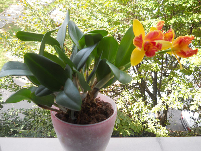 009 - cattleya