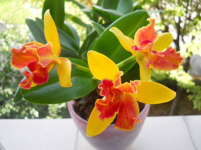 016 - cattleya