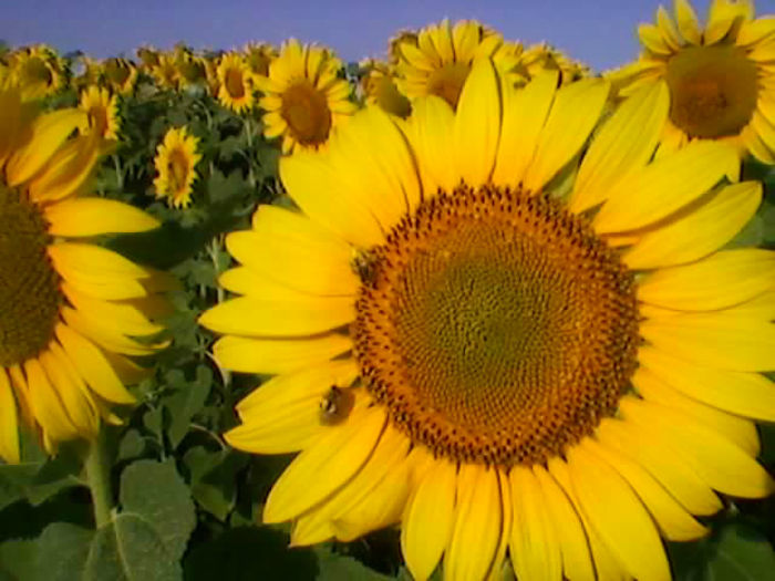 floarea soarelui 1