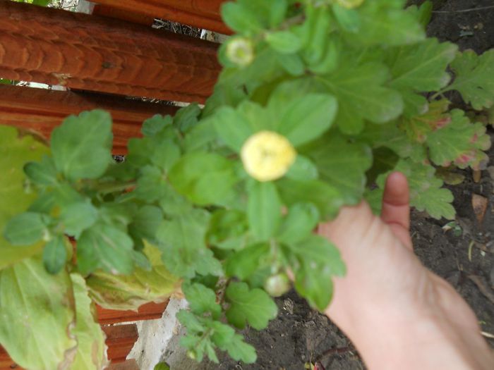 un bobocel de crizantema galbena - floricele din gradina 2013