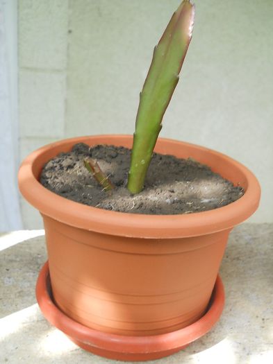 epiphyllum - puiut - flori de interior 2013