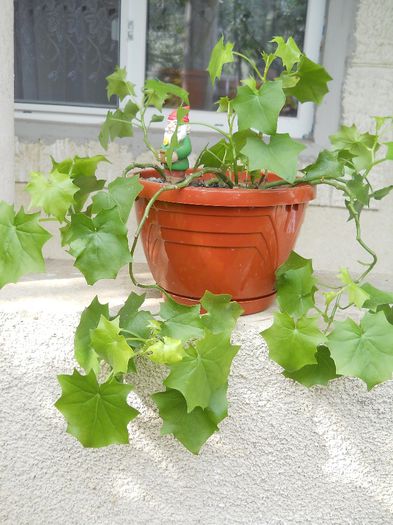 laba gastei - flori de interior 2013