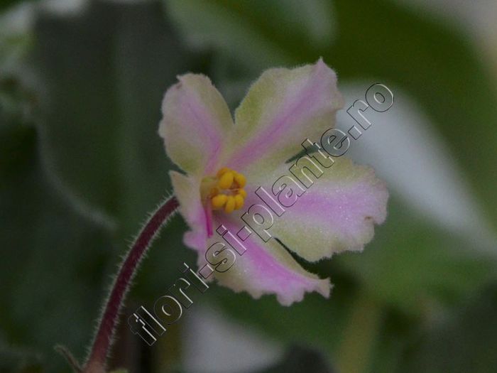 Saintpaulia Ajohns Spinning Bells