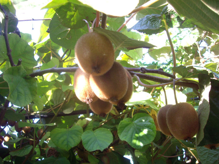 IMGP5484 - toamna 2013