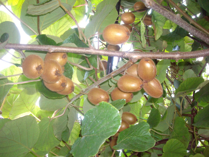actinidia deliciosa -Hayward-femela iar masculul Tomuri - toamna 2013