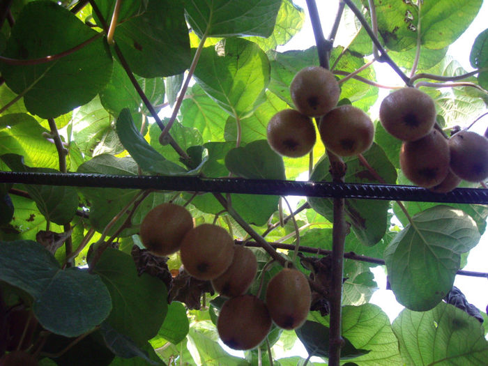 actinidia deliciosa -Hayward-femela iar masculul Tomuri