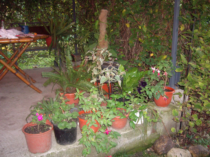 si urmam noi... - toamna 2013