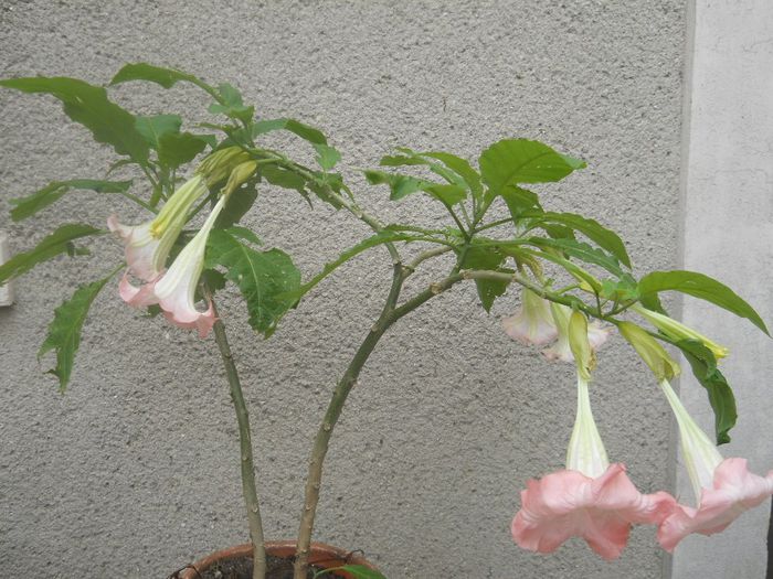 DSCN4426 - ACNITUS BRUGMASIE DATURA