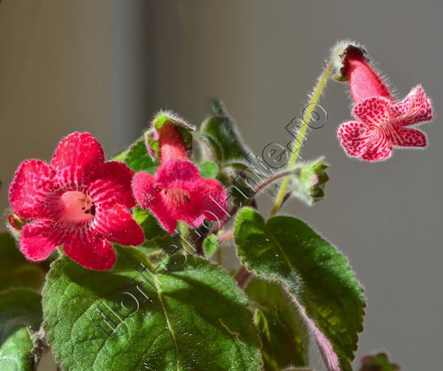 Kohleria Imensa - KOHLERIA II