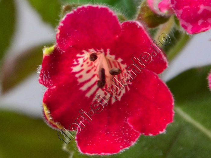 Kohleria Imensa - KOHLERIA II