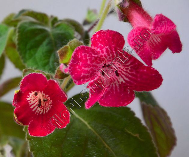 Kohleria Imensa