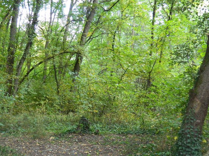 DSCN3075 - NATURA TOAMNA