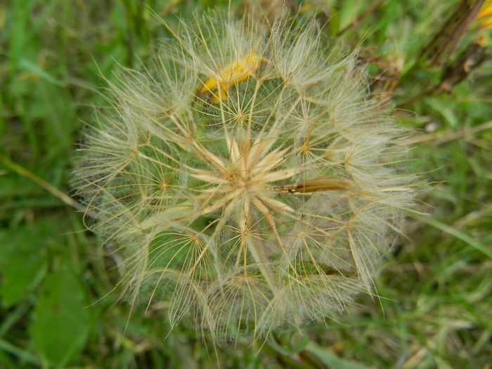 DSCN3115