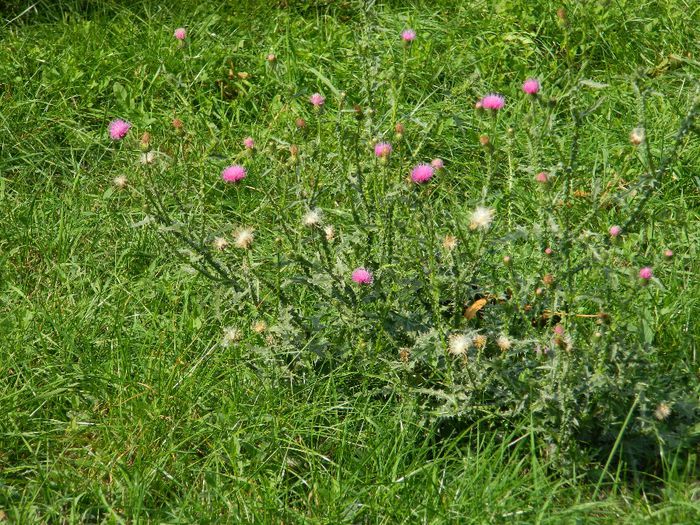 DSCN3123 - NATURA TOAMNA