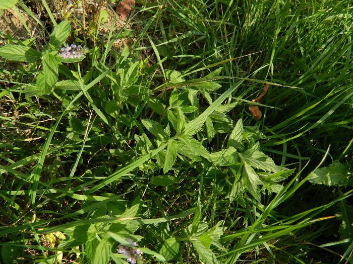 DSCN3134 - NATURA TOAMNA