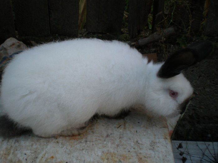 Promitatoare - Femele 2013