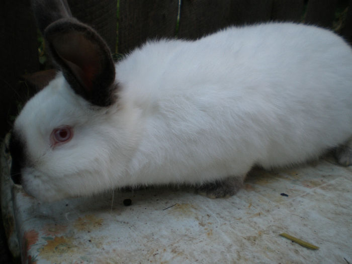 Alta femela de 6,5 luni